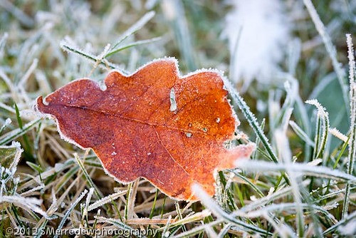 2012_0114merredew47964