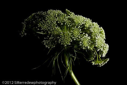 2012_0128merredew48070