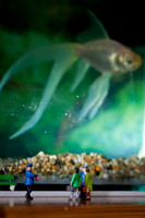 At the Aquarium